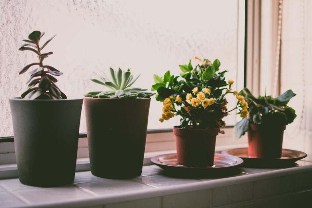 Image of four plants on a windowsill with light coming through the window.